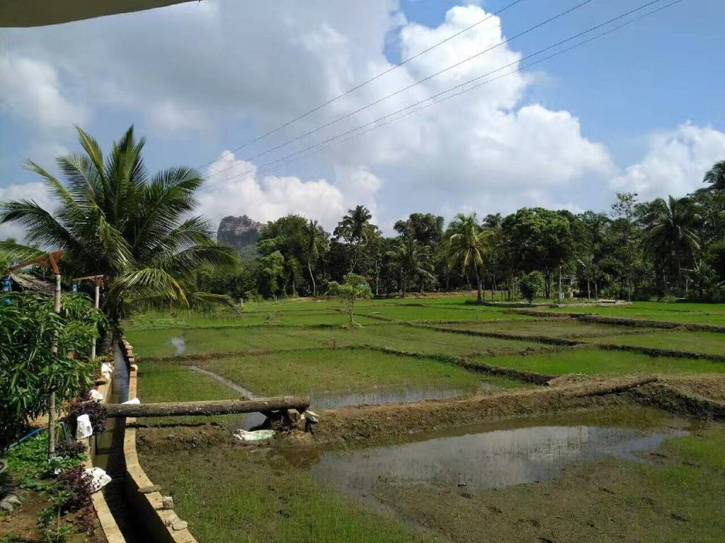 Nelu Villa Sigiriya Eksteriør bilde