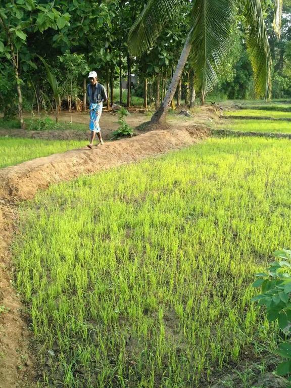 Nelu Villa Sigiriya Eksteriør bilde